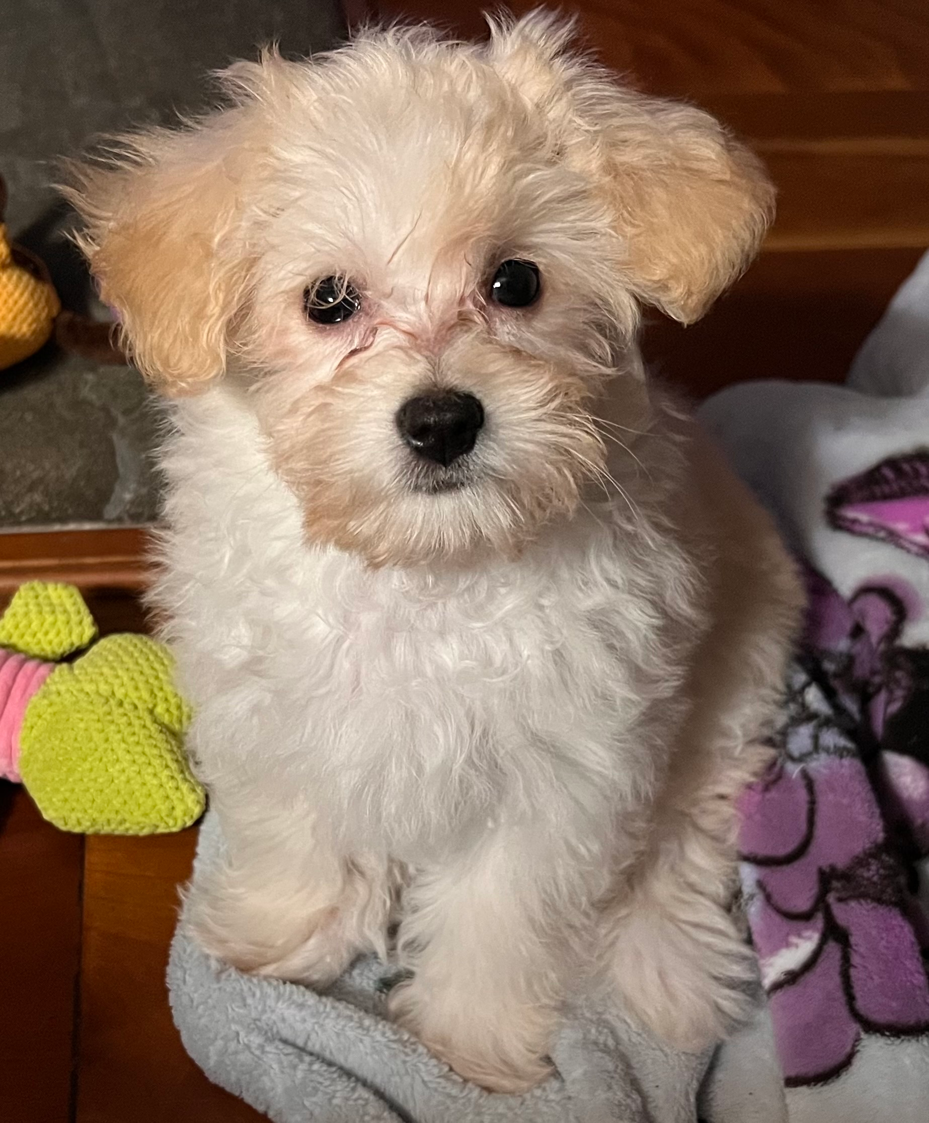 Maltipoo Puppy for Adoption