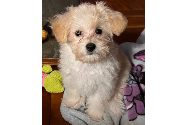 Maltipoo Puppy for Adoption
