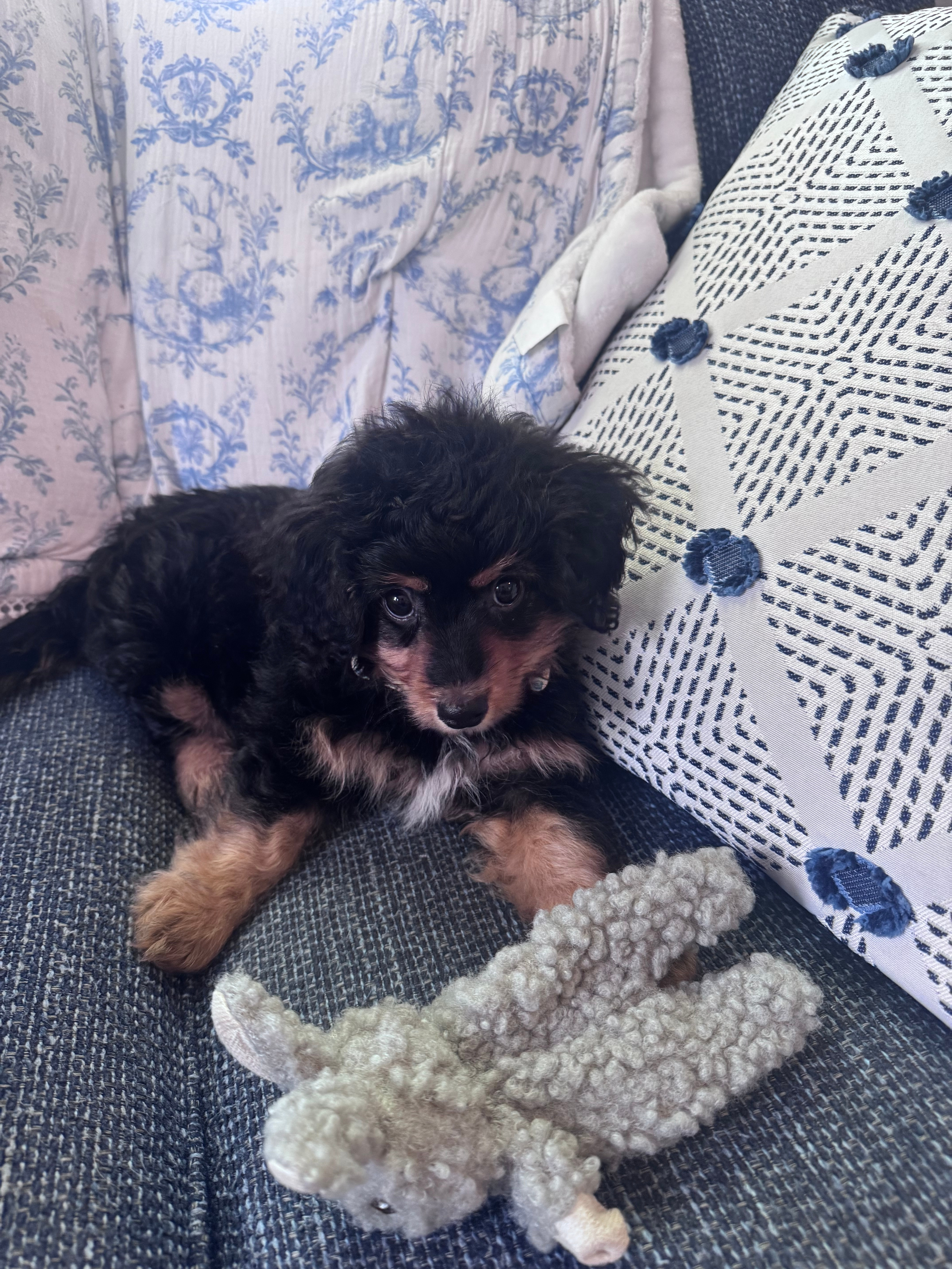 Happy Mini Aussiedoodle Baby