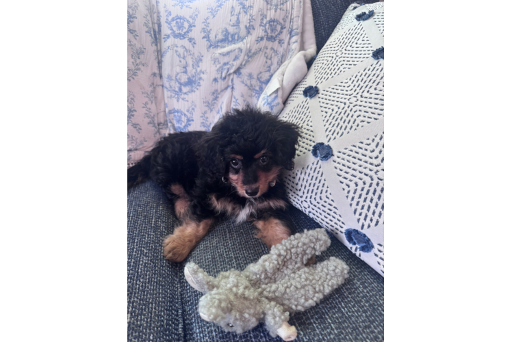 Happy Mini Aussiedoodle Baby