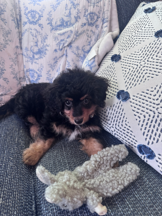 Piper