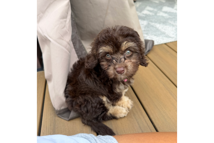 Friendly Cavapoo Baby