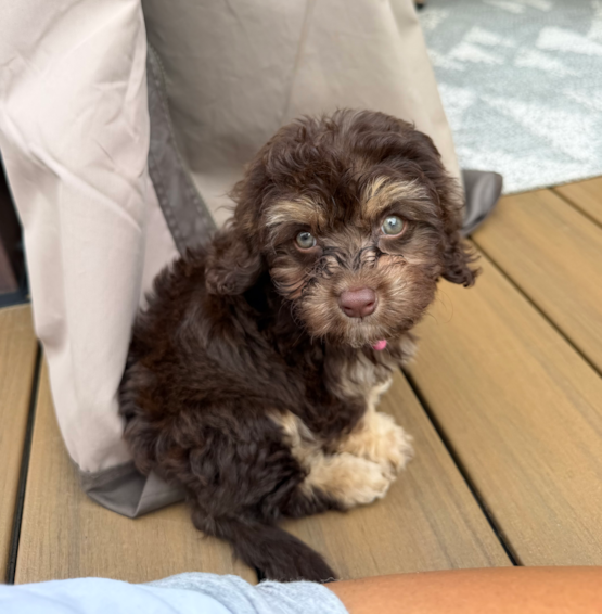 Millie