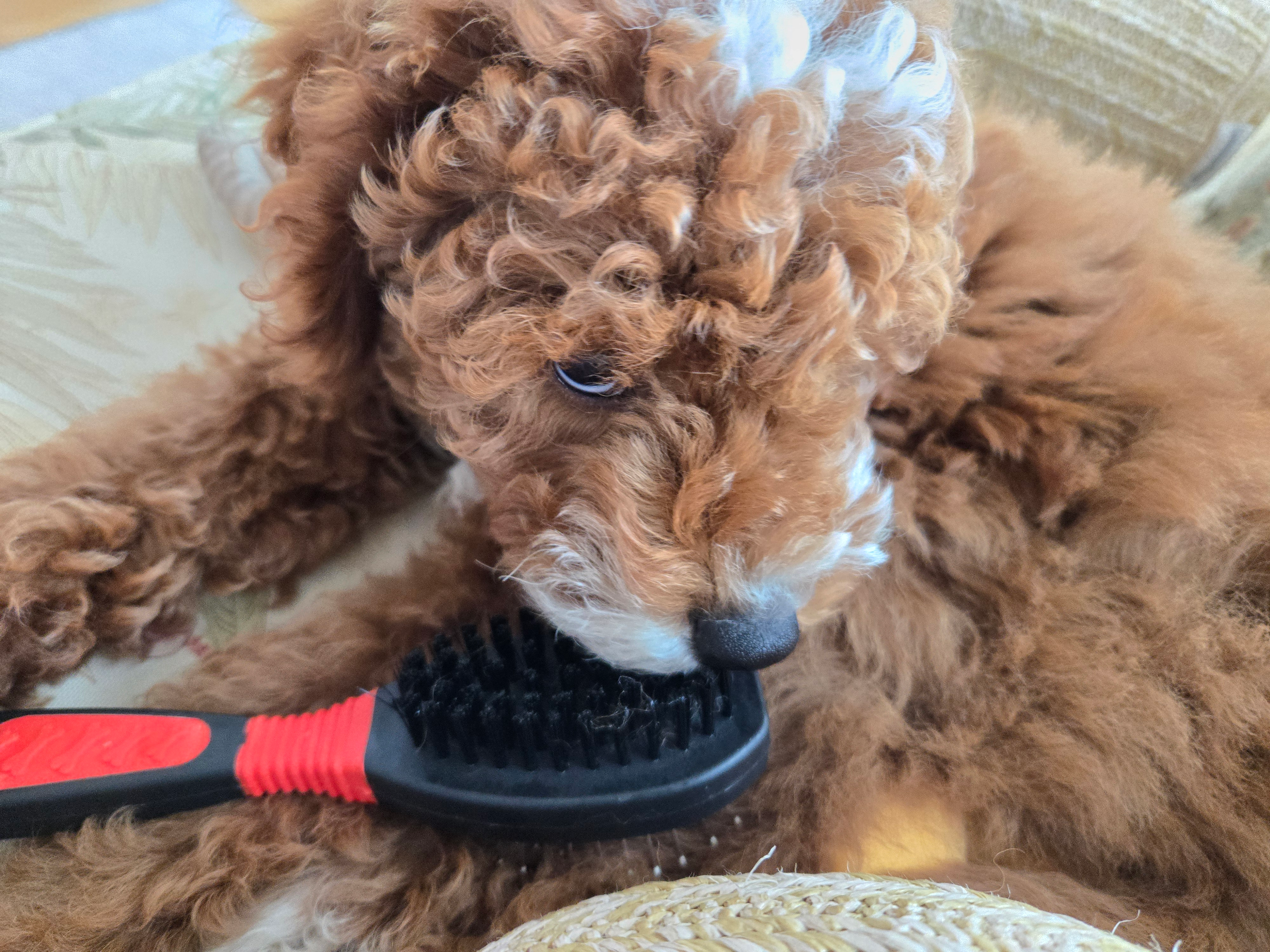 Little Mini Goldenpoo Poodle Mix Puppy