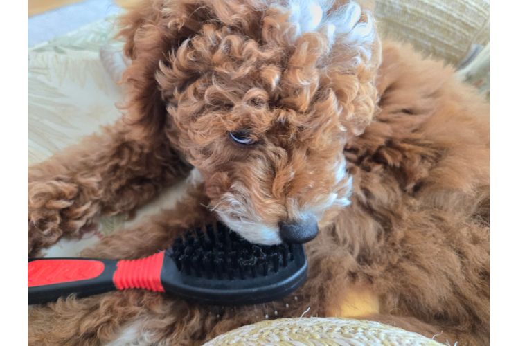Little Mini Goldenpoo Poodle Mix Puppy