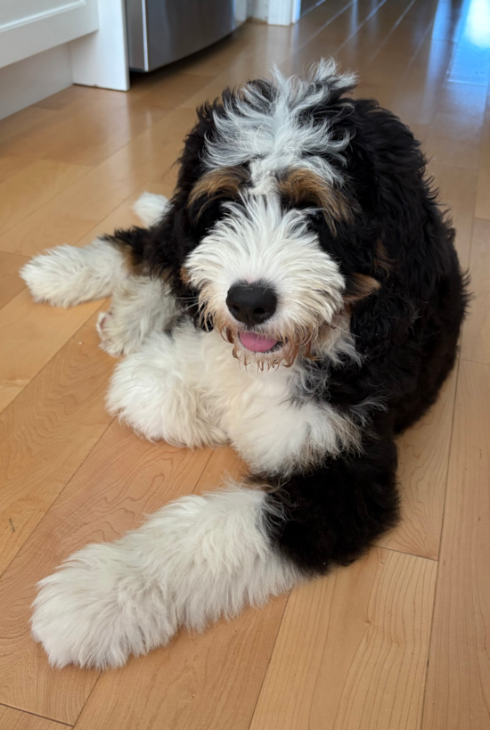 Mini Bernedoodle