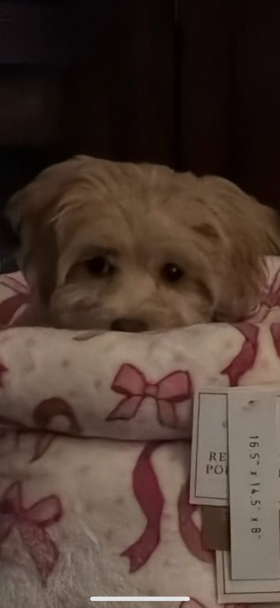 Best Maltipoo Baby