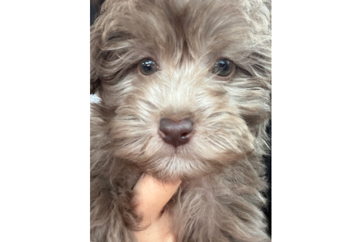 Havapoo Pup Being Cute
