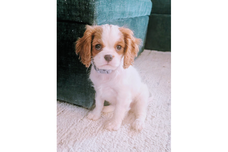 Sweet Cavalier Purebred Puppy