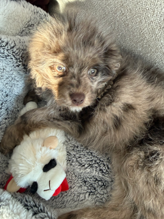 Cavapoo