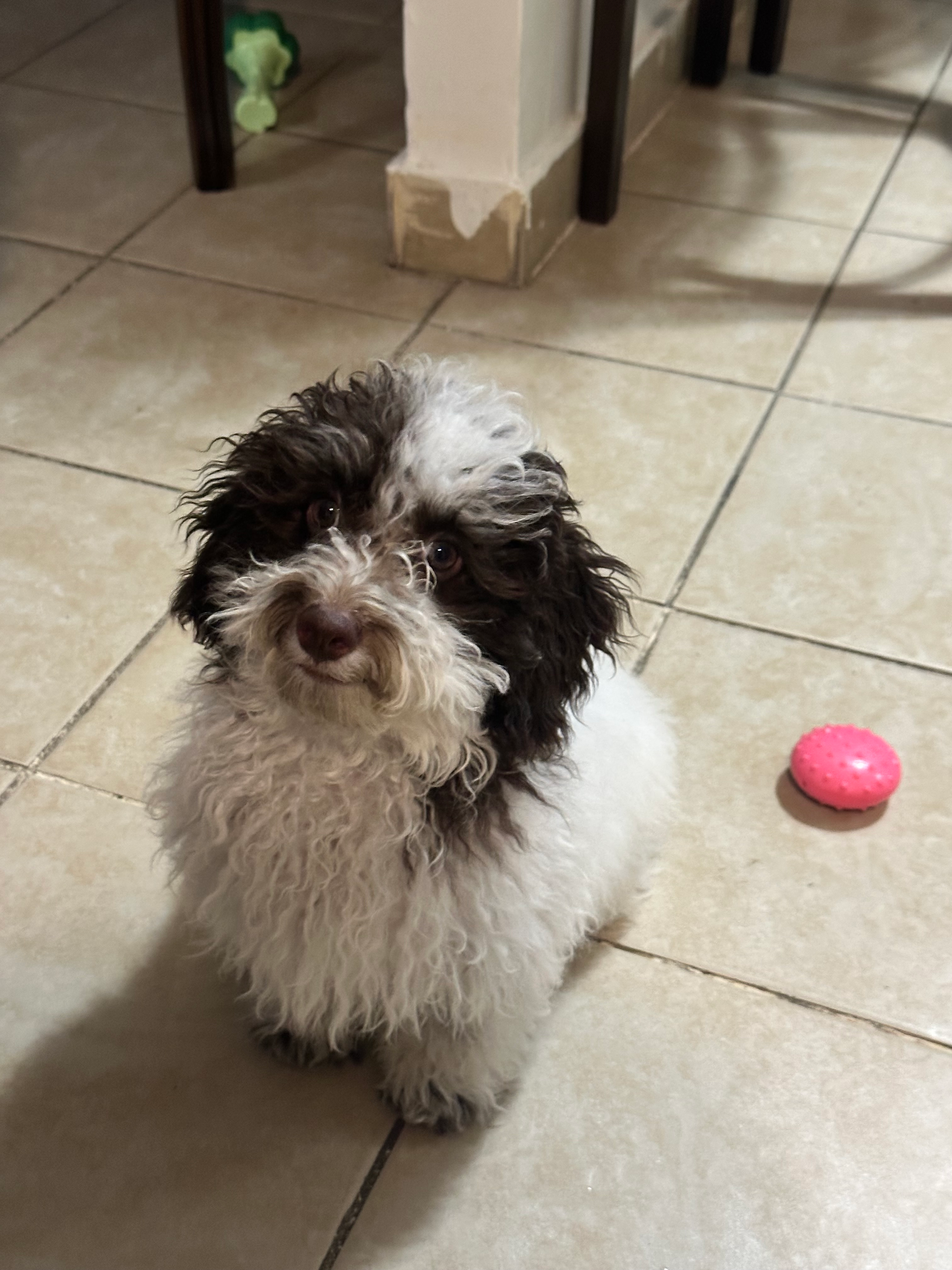 Poodle Pup Being Cute