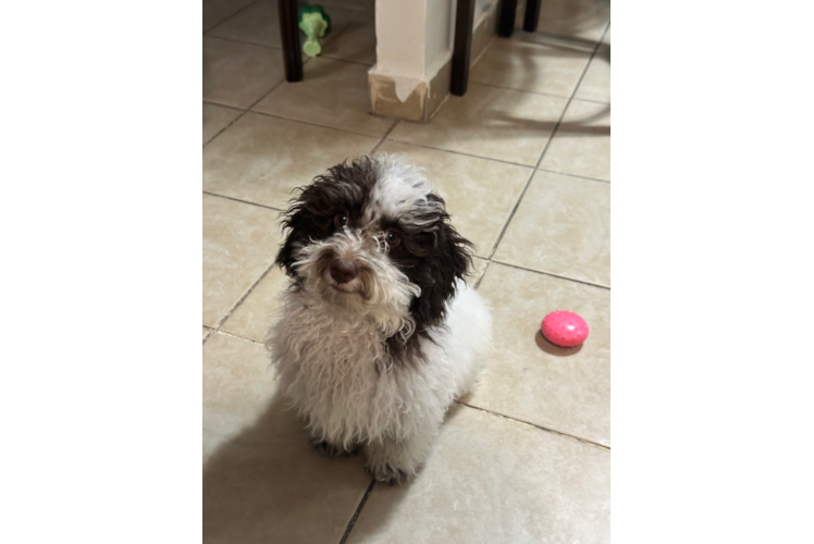 Poodle Pup Being Cute