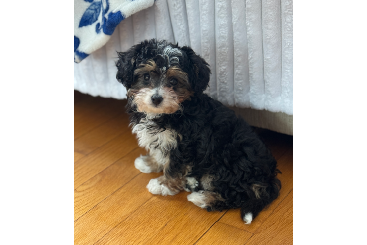 Petite Mini Aussiedoodle Poodle Mix Pup