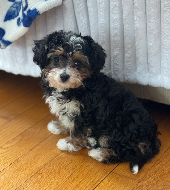 Mini Aussiedoodle