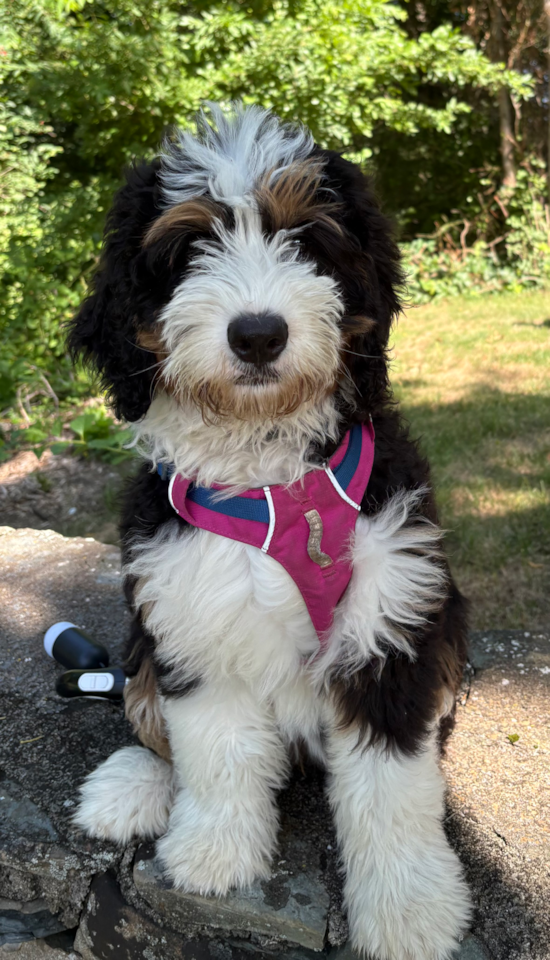 Mini Bernedoodle