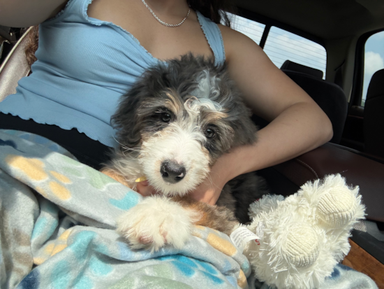 Mini Bernedoodle
