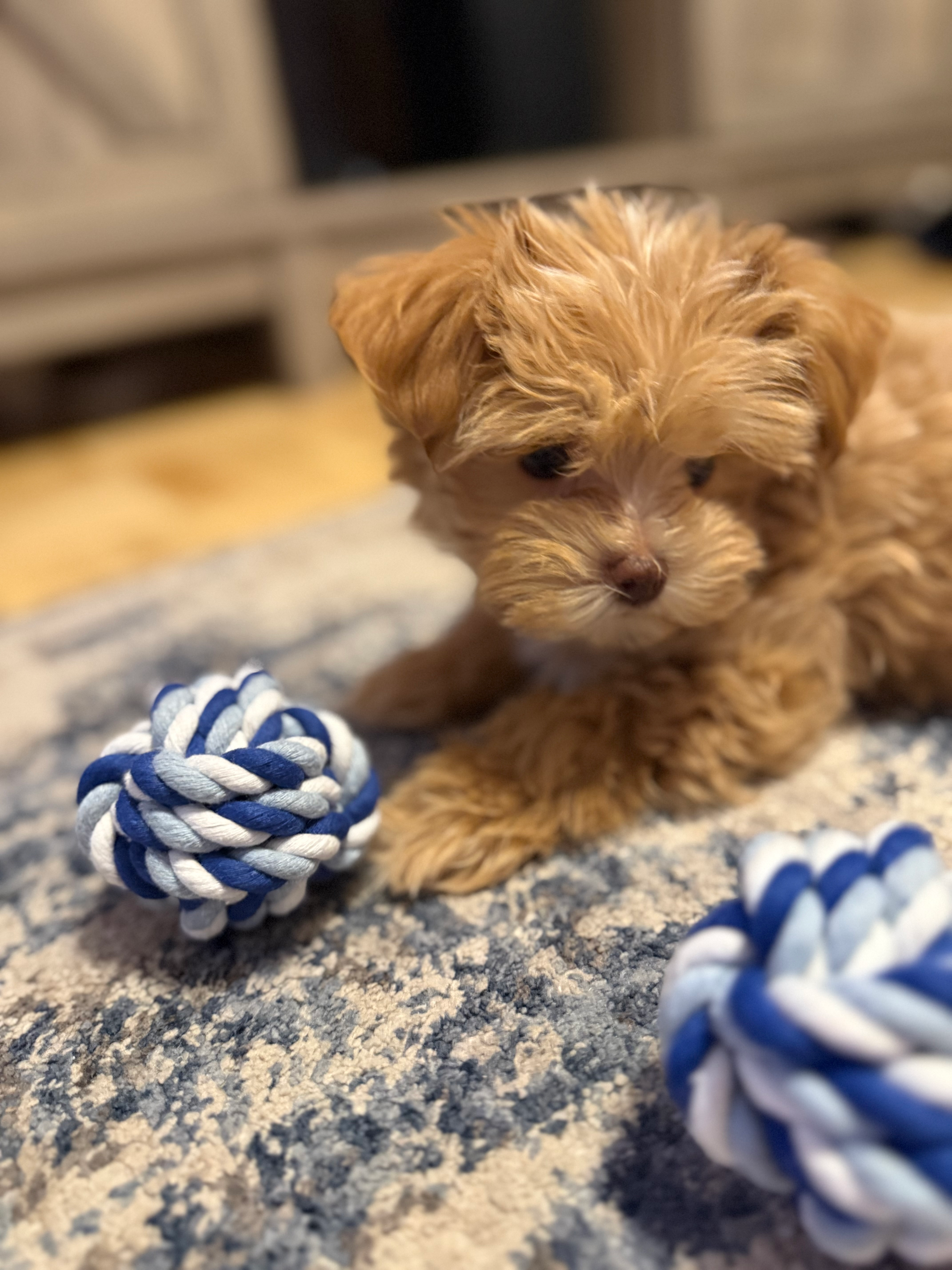 Maltipoo Pup Being Cute