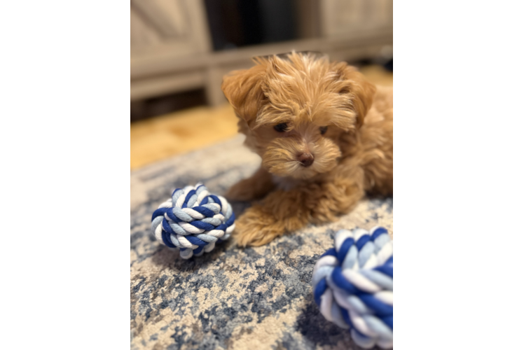 Maltipoo Pup Being Cute