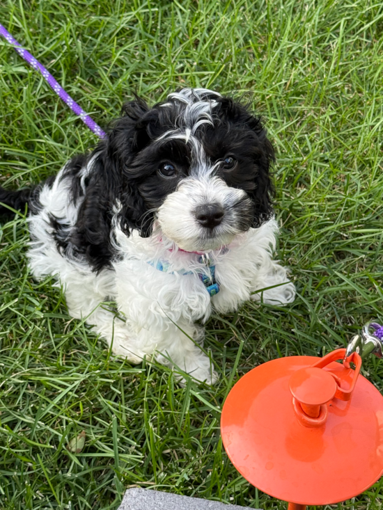 Cockapoo