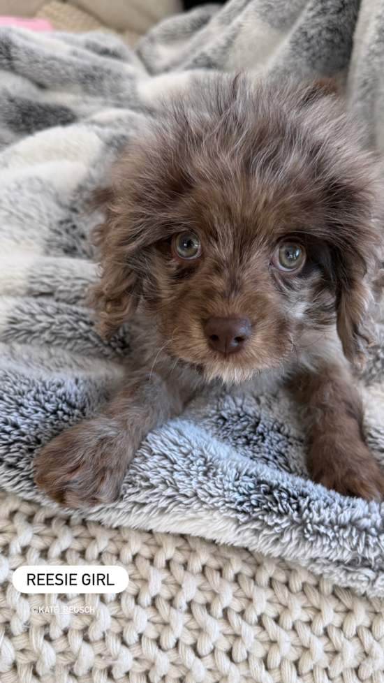 Cavapoo
