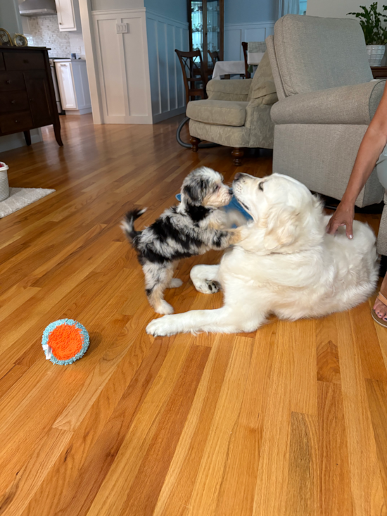 Mini Aussiedoodle
