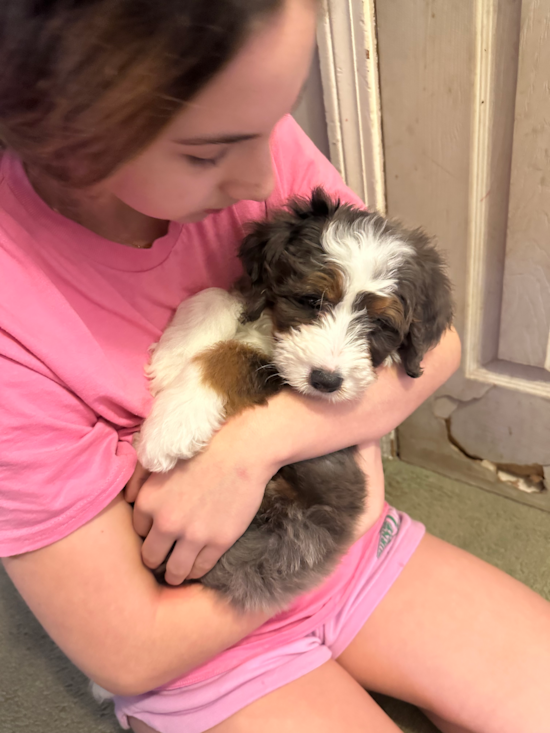 Mini Bernedoodle