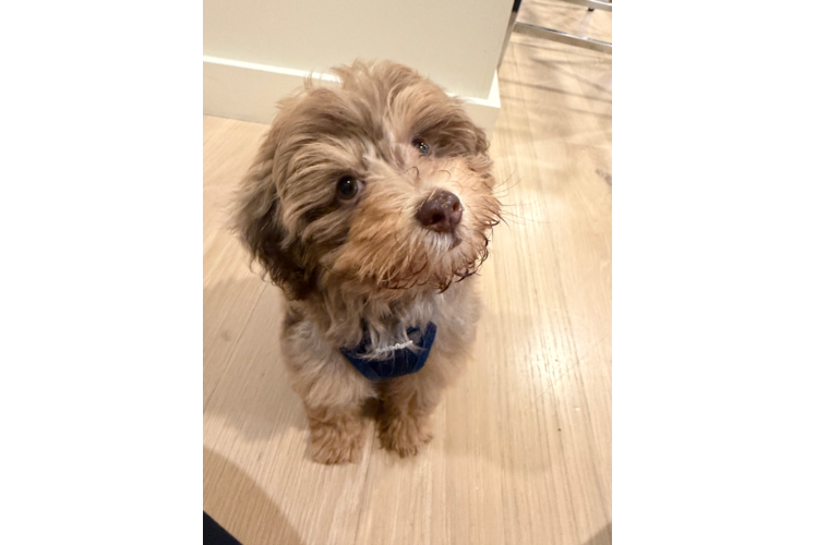 Energetic Havadoodle Poodle Mix Puppy