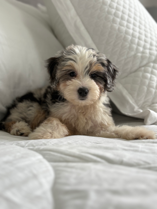 Mini Aussiedoodle