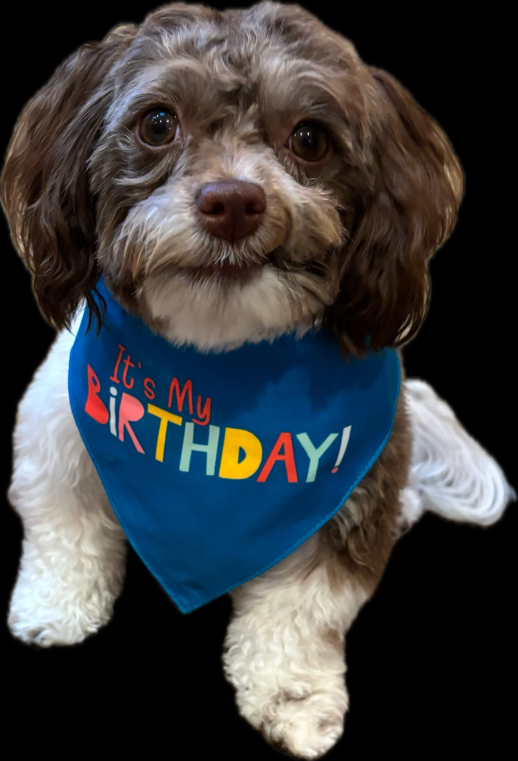 Best Havanese Baby