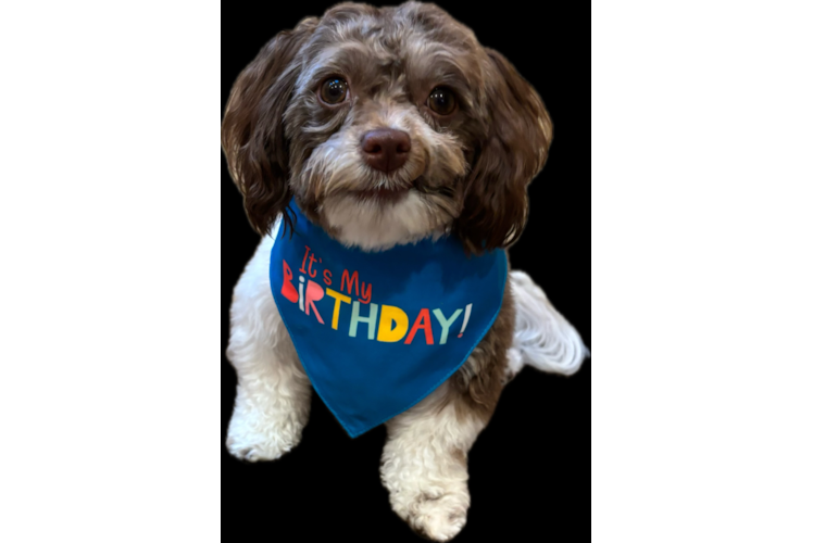 Best Havanese Baby
