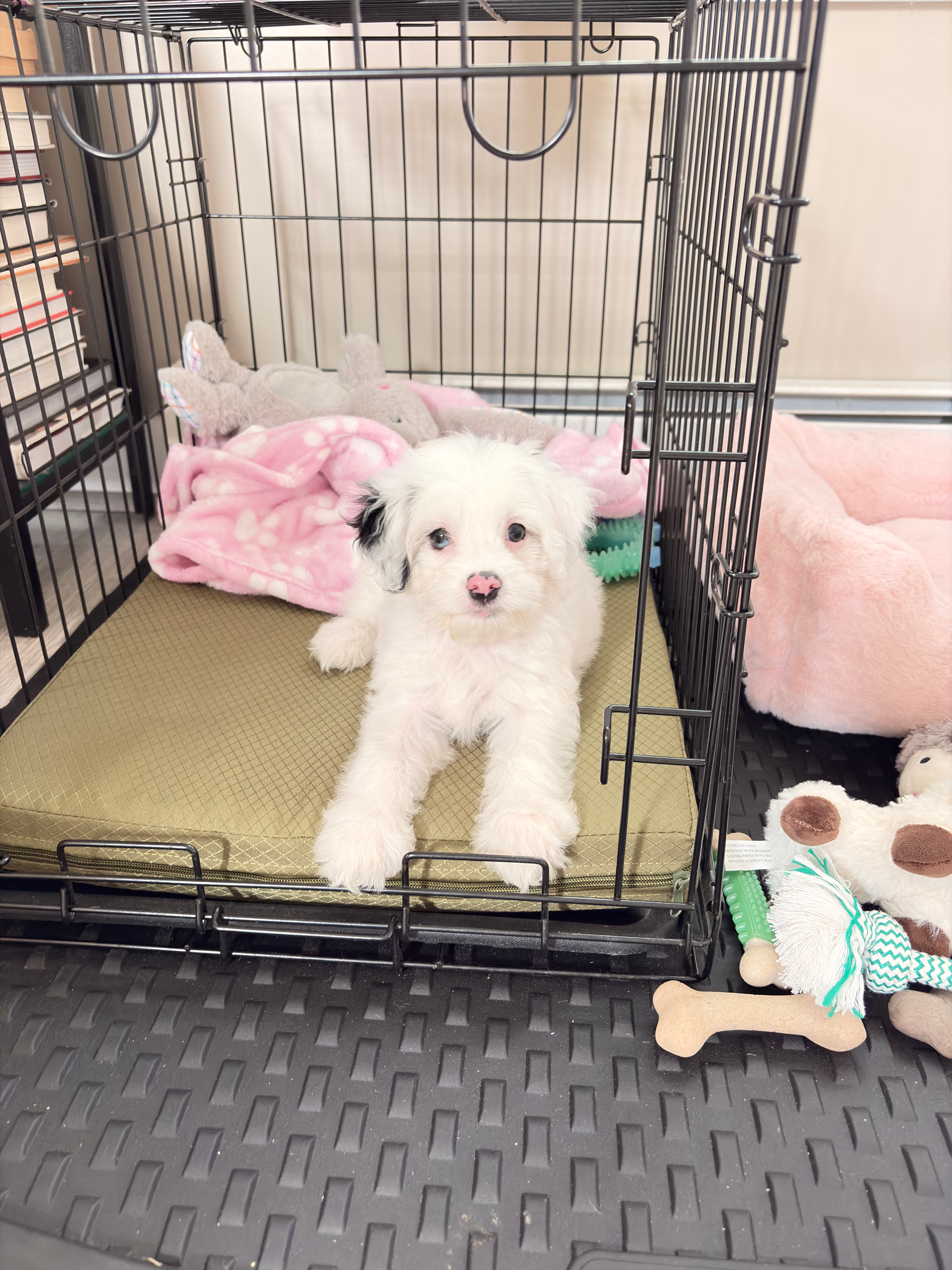 Happy Cockapoo Baby