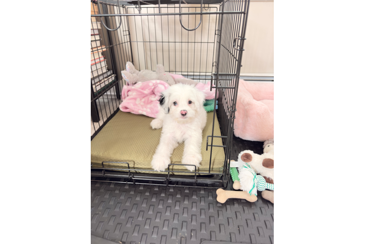 Happy Cockapoo Baby