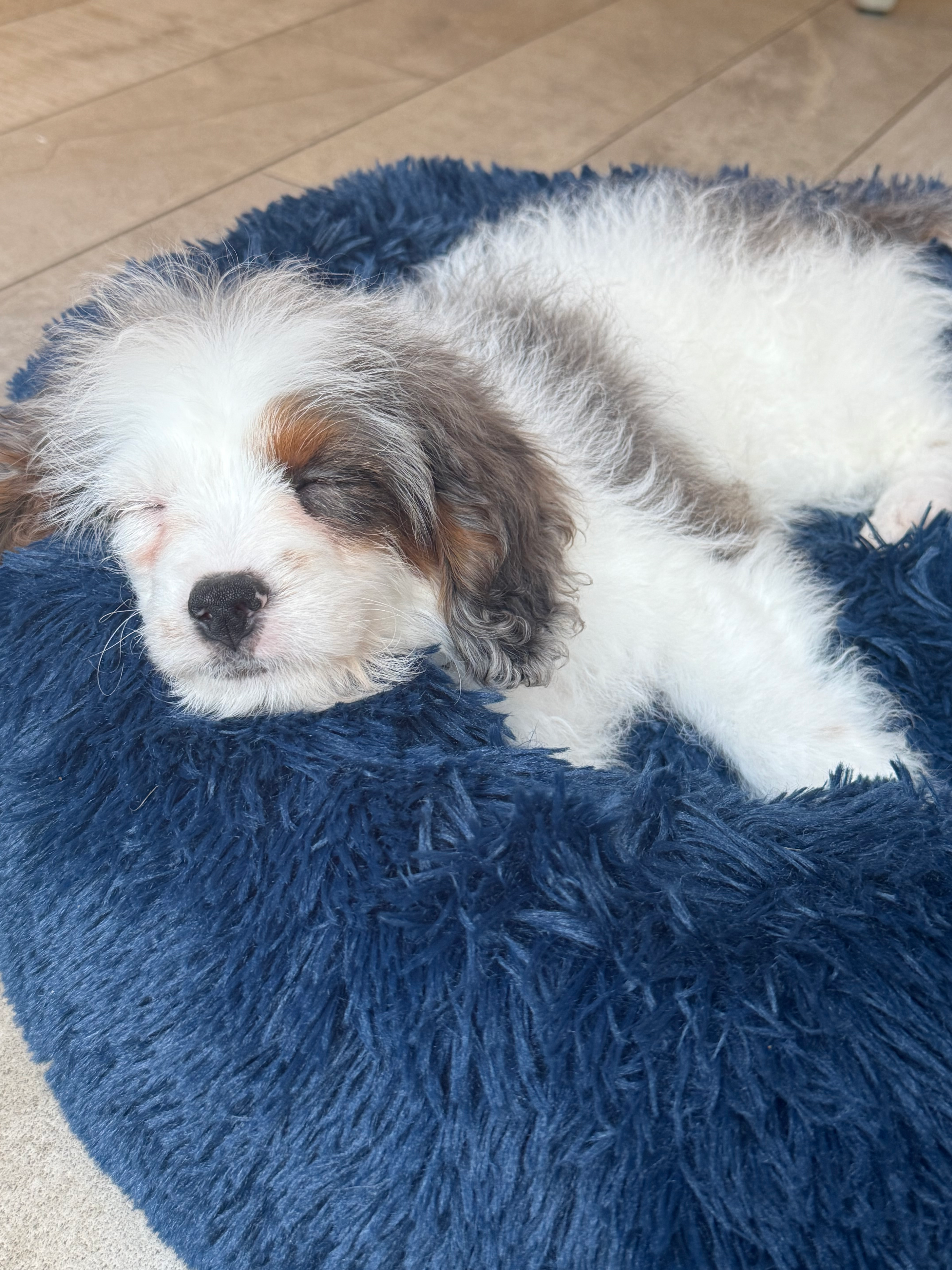 Funny Cavapoo Poodle Mix Pup