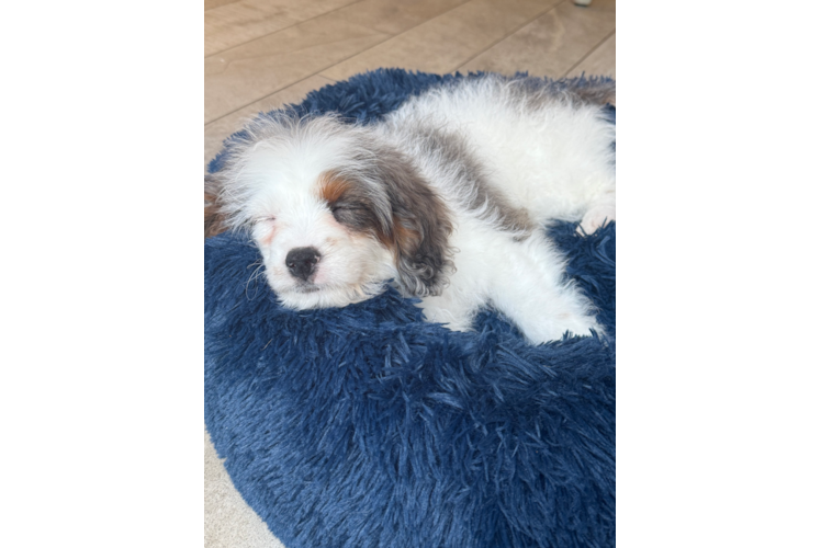 Funny Cavapoo Poodle Mix Pup