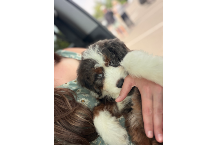 Mini Bernedoodle Pup Being Cute