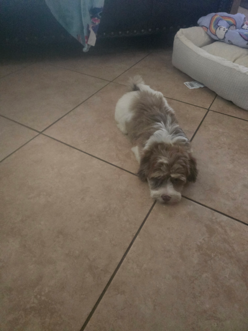 Nilo