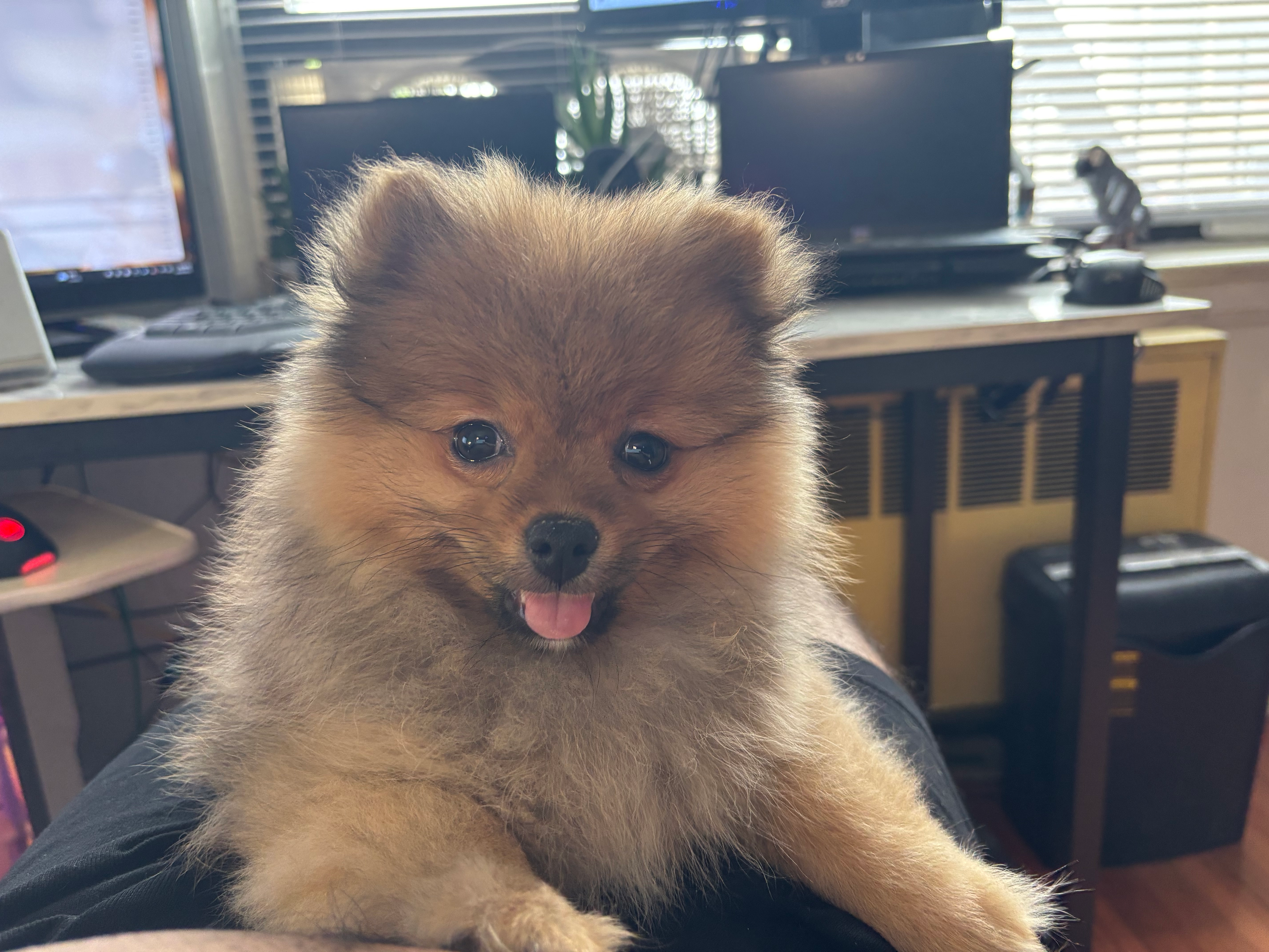 Pomeranian Pup Being Cute