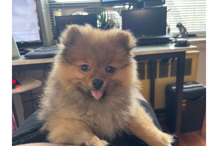 Pomeranian Pup Being Cute