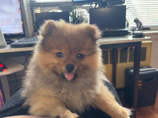 Furrocious