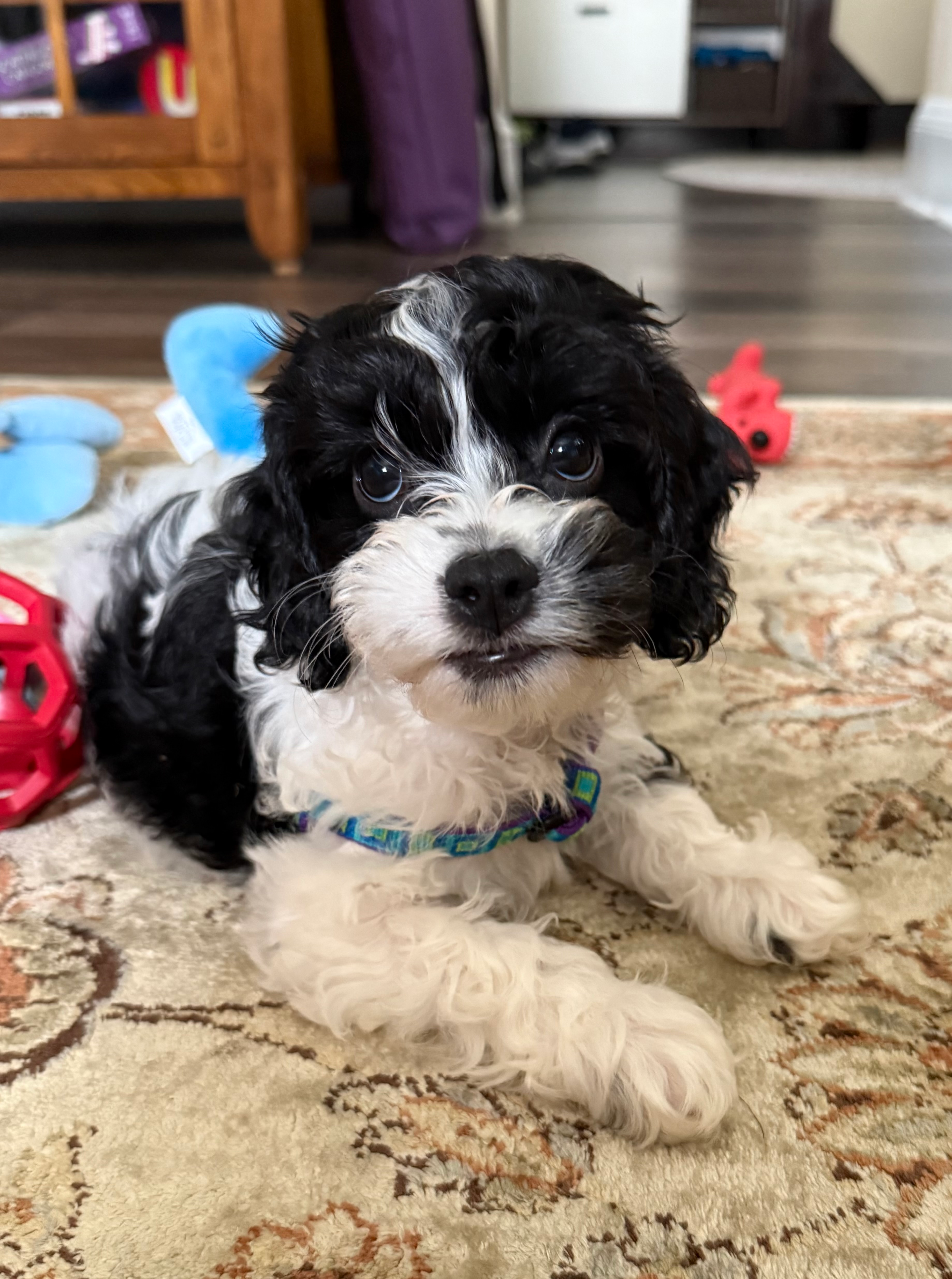 Fluffy Cockapoo Poodle Mix Pup