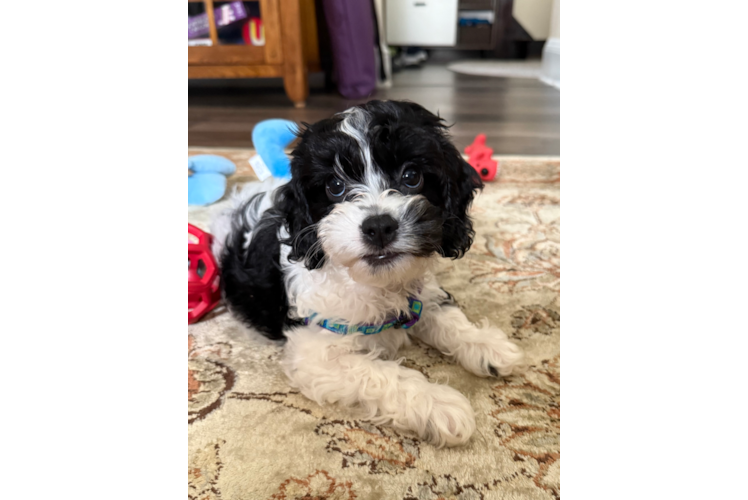 Fluffy Cockapoo Poodle Mix Pup