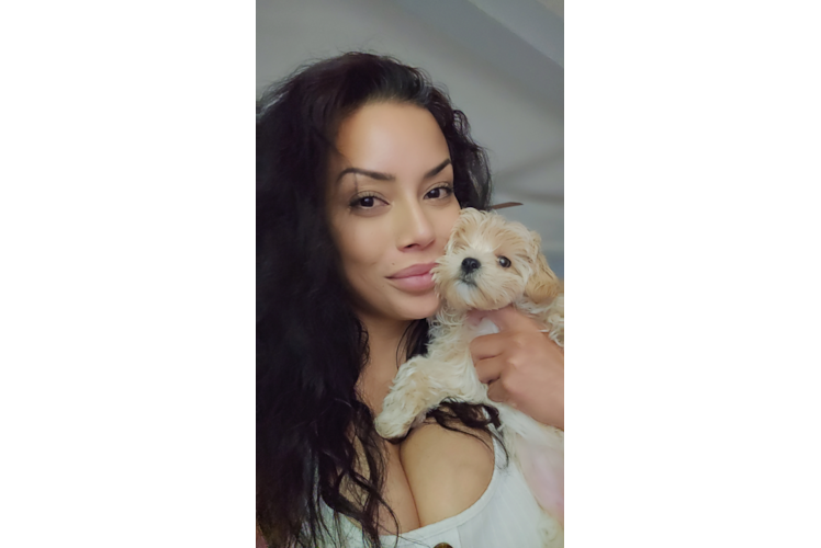 Energetic Maltidoodle Poodle Mix Puppy