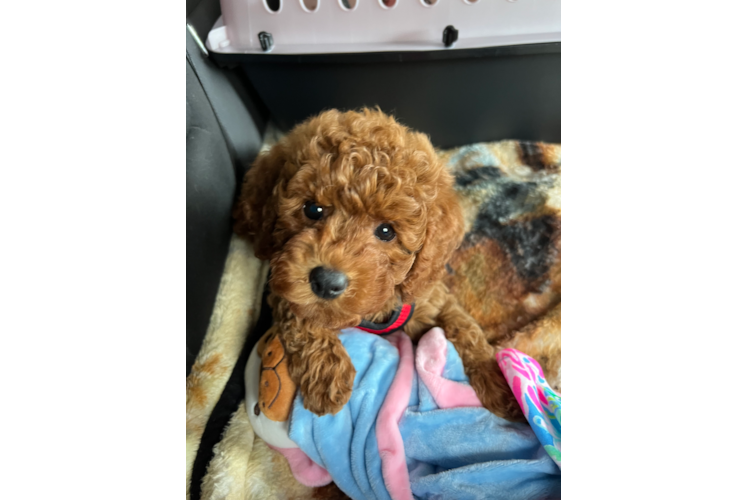Mini Goldendoodle Puppy for Adoption