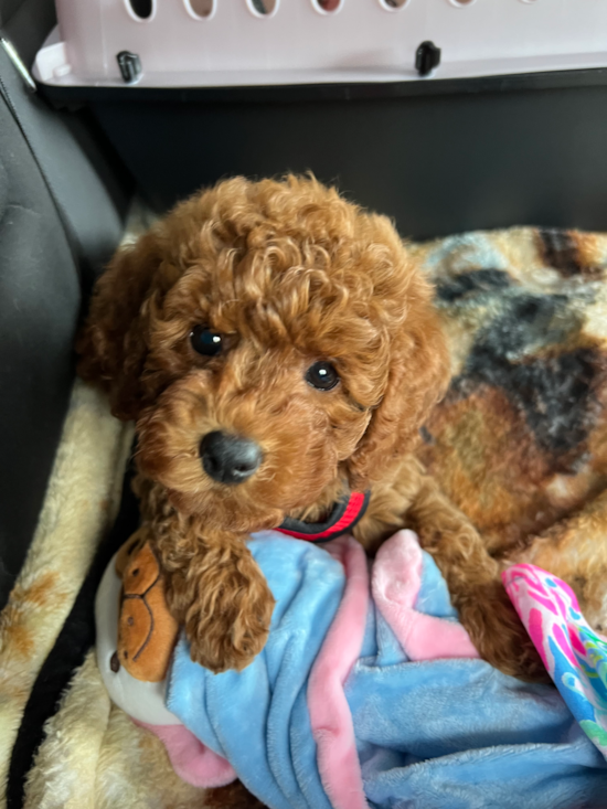 Mini Goldendoodle