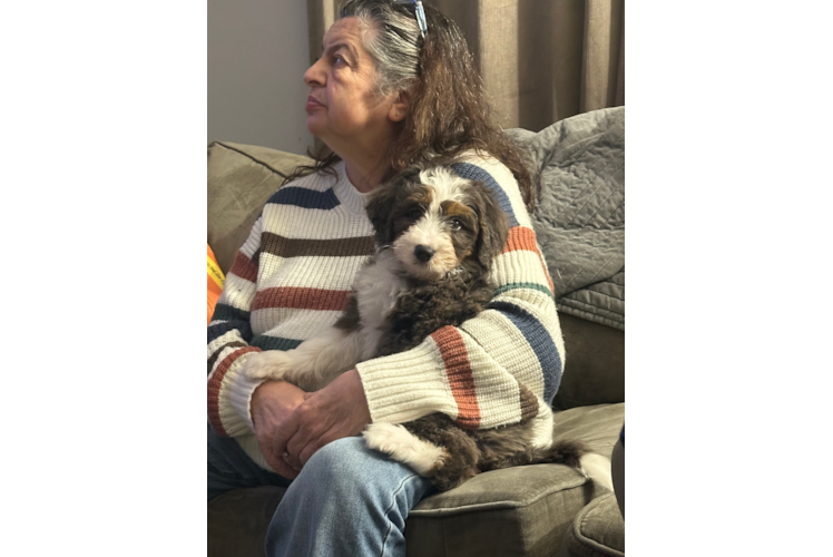 Mini Bernedoodle Puppy for Adoption