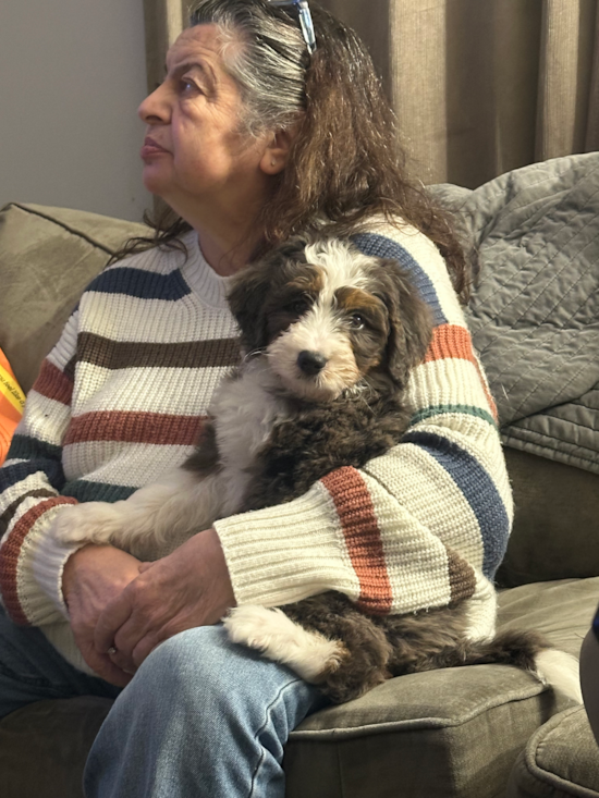 Mini Bernedoodle