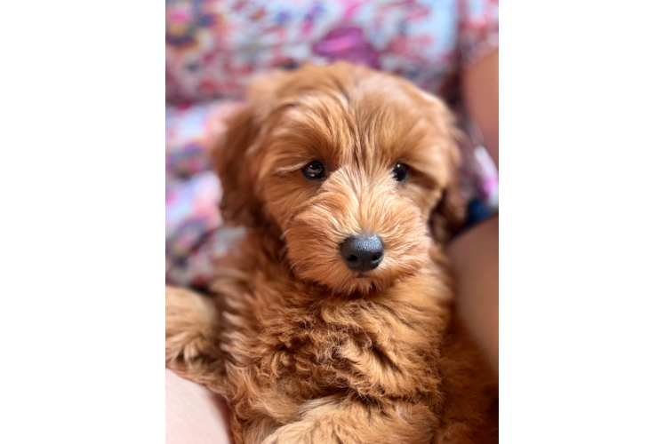 Mini Goldendoodle Puppy for Adoption