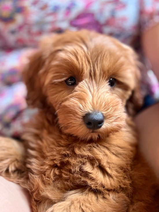 Millie