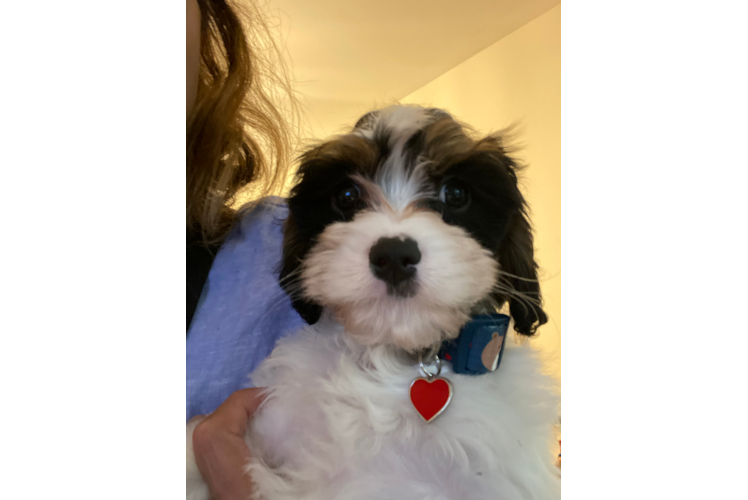 Cavapoo Puppy for Adoption
