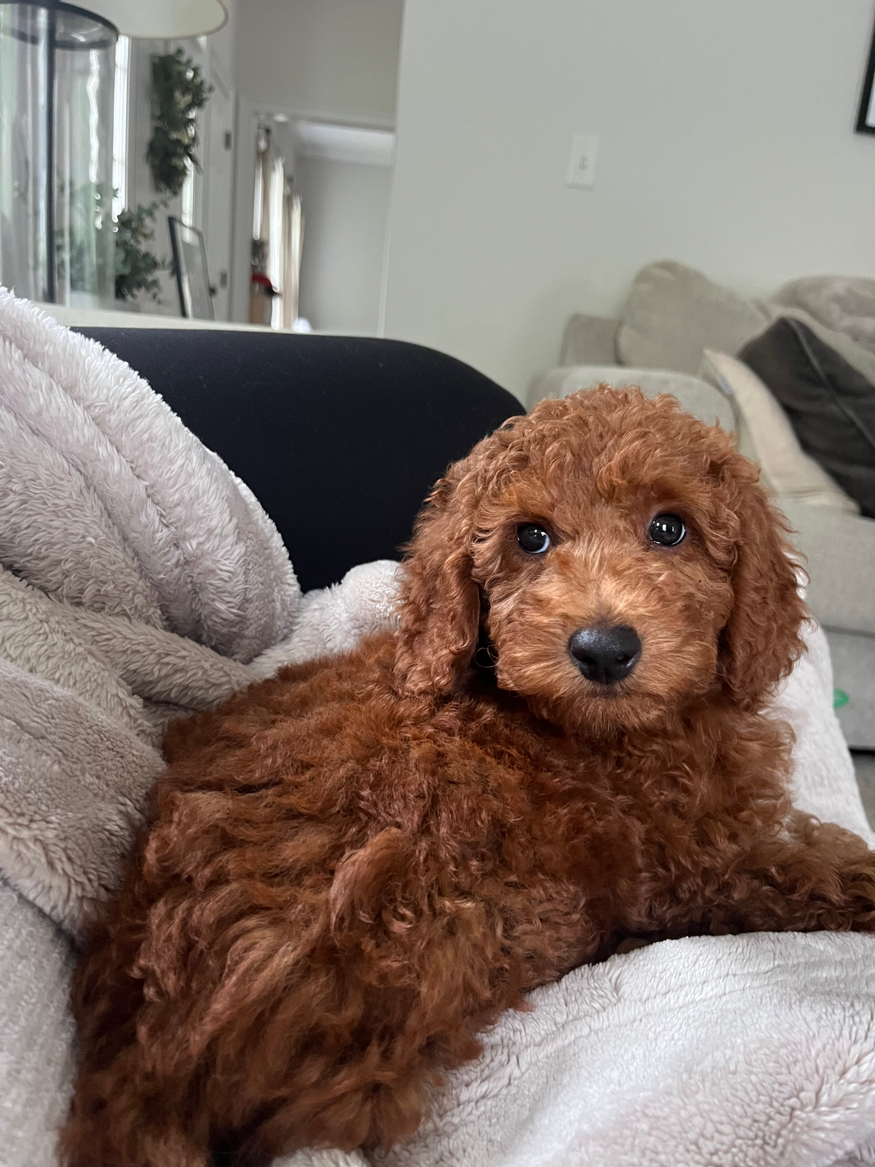 Happy Mini Goldendoodle Baby